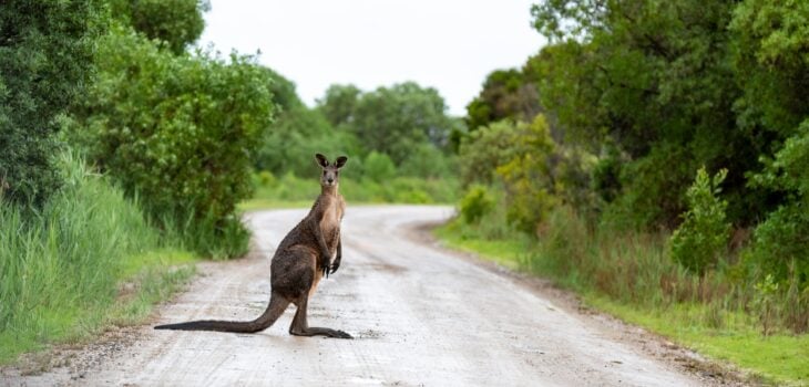 Kangourou Australie